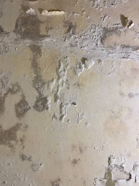 Best Insurance-Related Mold Remediation in Midtown, TN